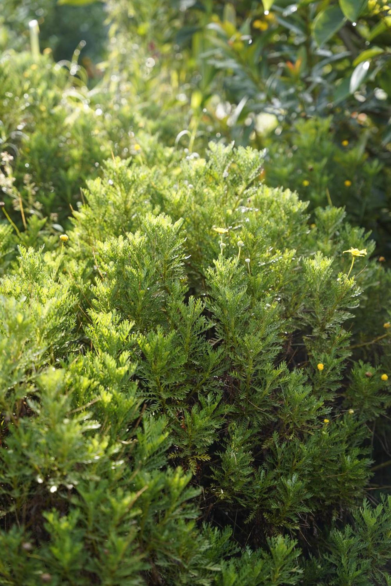Отель Greeneco - Khach San Eco